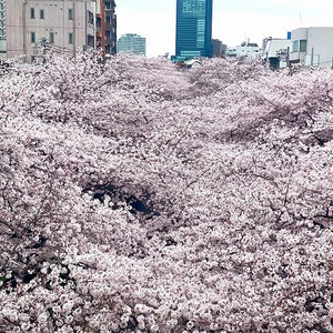 桜満開ですね